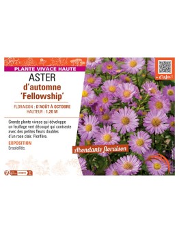 ASTER D'AUTOMNE FELLOWSHIP