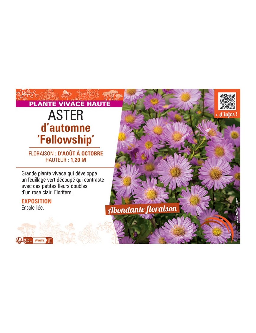 ASTER D'AUTOMNE FELLOWSHIP
