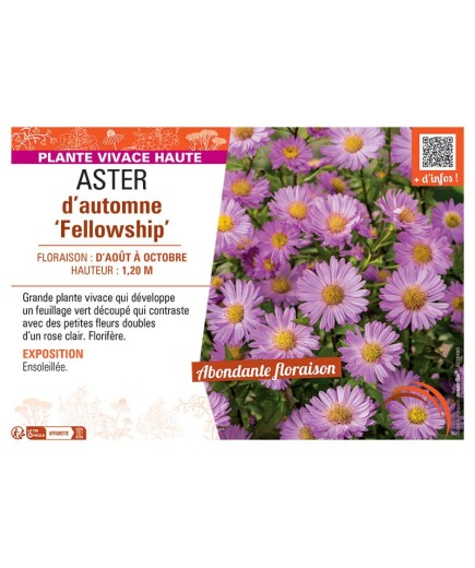 ASTER D'AUTOMNE FELLOWSHIP