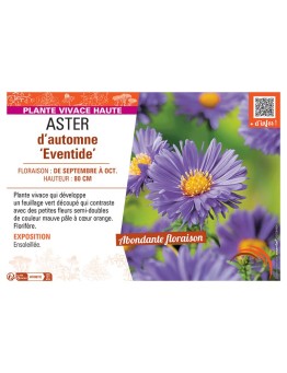 ASTER D'AUTOMNE EVENTIDE