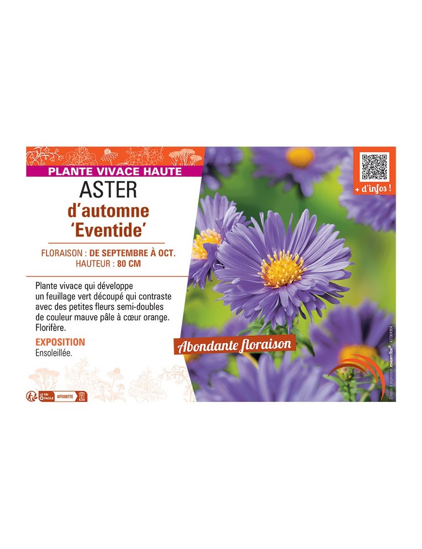 ASTER D'AUTOMNE EVENTIDE