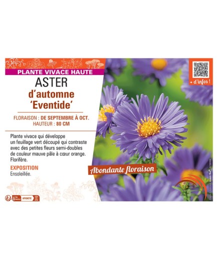 ASTER D'AUTOMNE EVENTIDE