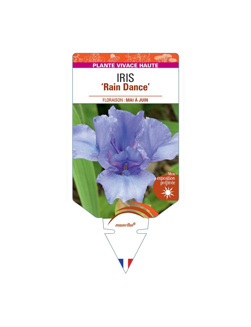 IRIS (germanica) Rain Dance