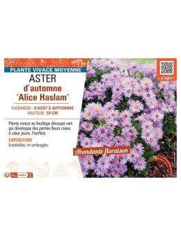 ASTER D'AUTOMNE ALICE HASLAM