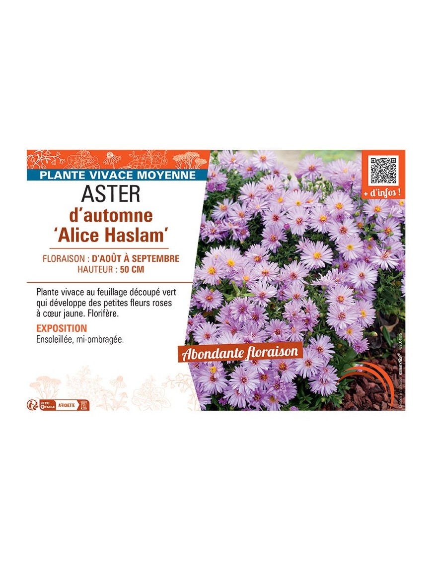 ASTER D'AUTOMNE ALICE HASLAM