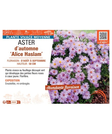 ASTER D'AUTOMNE ALICE HASLAM