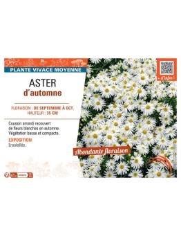 ASTER D'AUTOMNE (blanc)