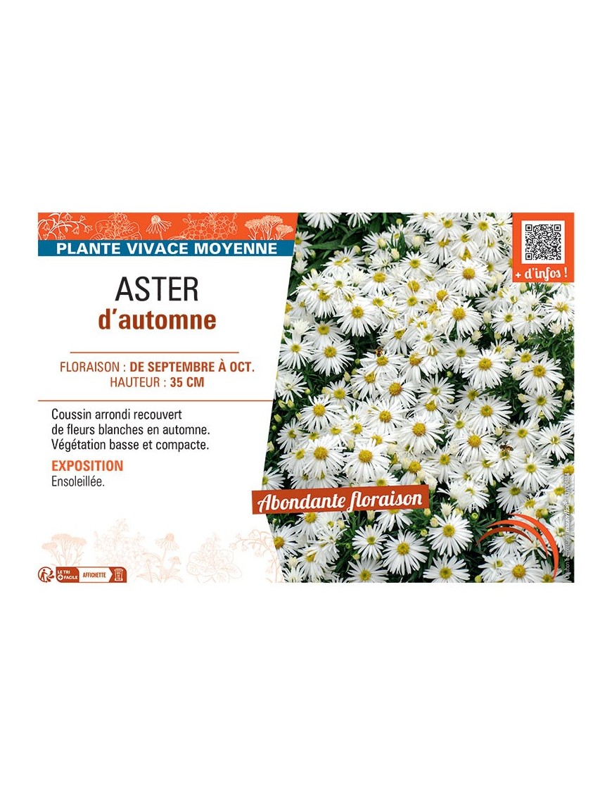 ASTER D'AUTOMNE (blanc)