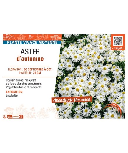 ASTER D'AUTOMNE (blanc)