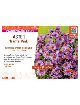 ASTER BARR'S PINK