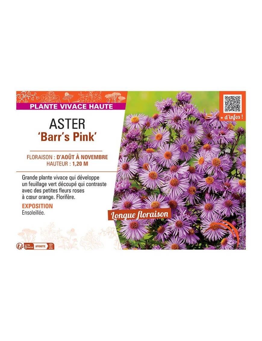 ASTER BARR'S PINK