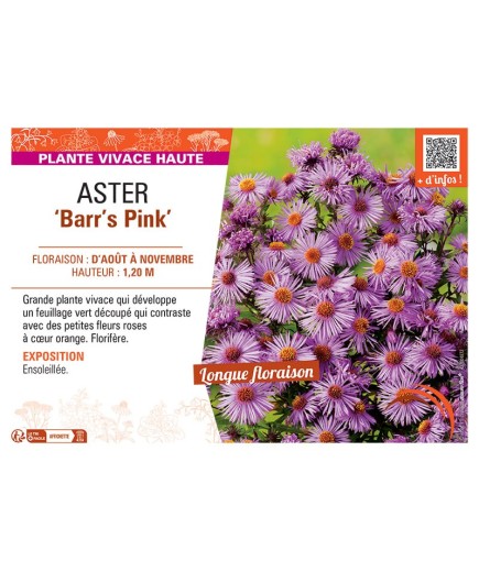 ASTER BARR'S PINK