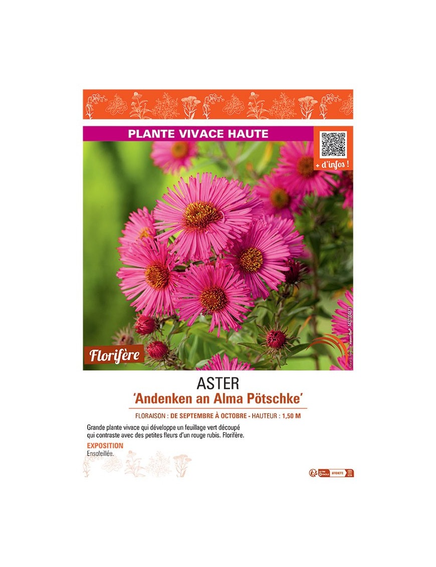 ASTER ANDENKEN AN ALMA PÖTSCHKE