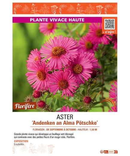 ASTER ANDENKEN AN ALMA PÖTSCHKE
