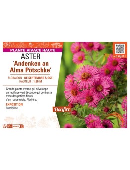 ASTER ANDENKEN AN ALMA PÖTSCHKE