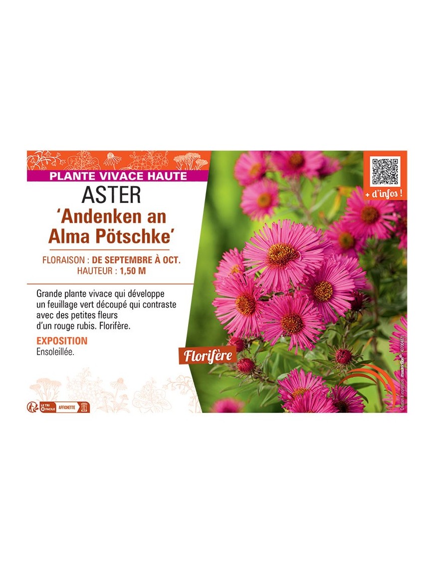 ASTER ANDENKEN AN ALMA PÖTSCHKE