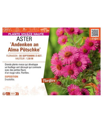 ASTER ANDENKEN AN ALMA PÖTSCHKE