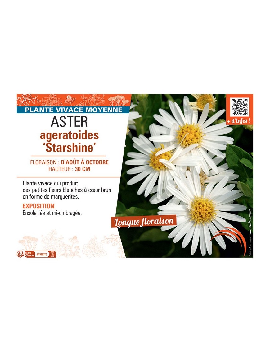 ASTER AGERATOIDES STARSHINE