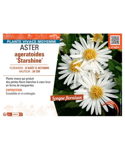 ASTER AGERATOIDES STARSHINE