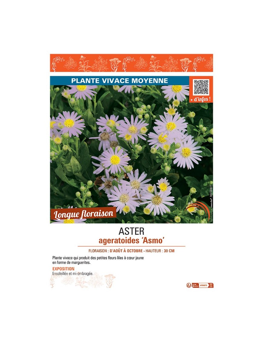 ASTER AGERATOIDES ASMO