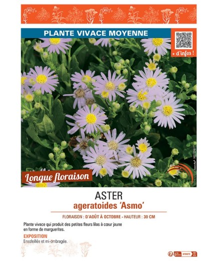 ASTER AGERATOIDES ASMO