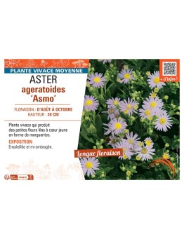 ASTER AGERATOIDES ASMO