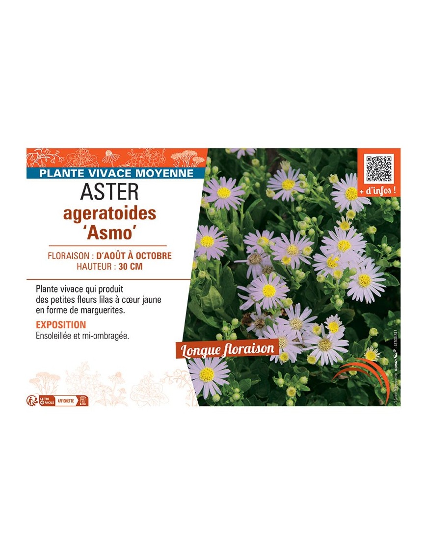 ASTER AGERATOIDES ASMO