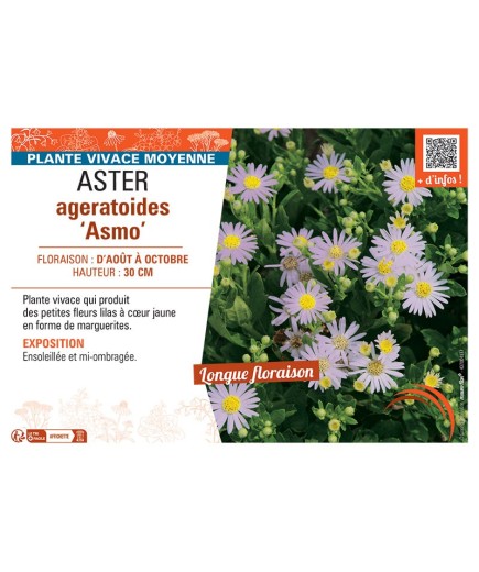 ASTER AGERATOIDES ASMO