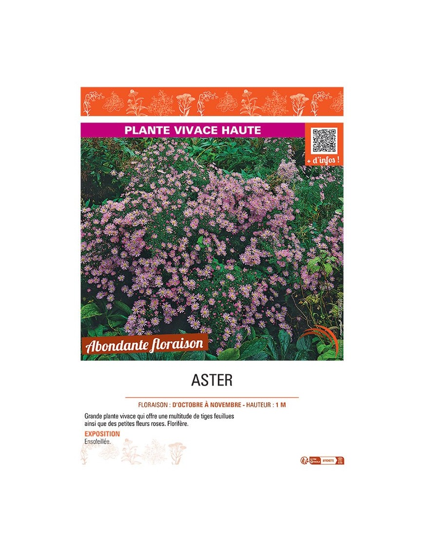 ASTER (ericoides rose)