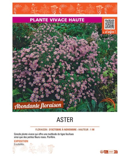 ASTER (ericoides rose)