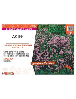 ASTER (ericoides rose)