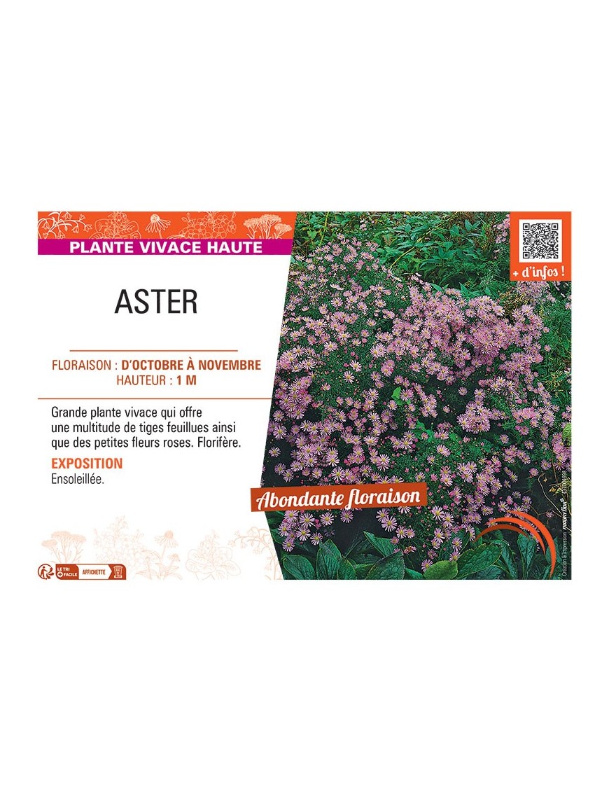 ASTER (ericoides rose)