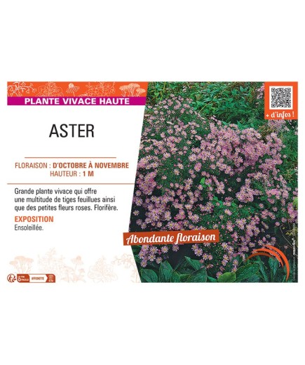 ASTER (ericoides rose)
