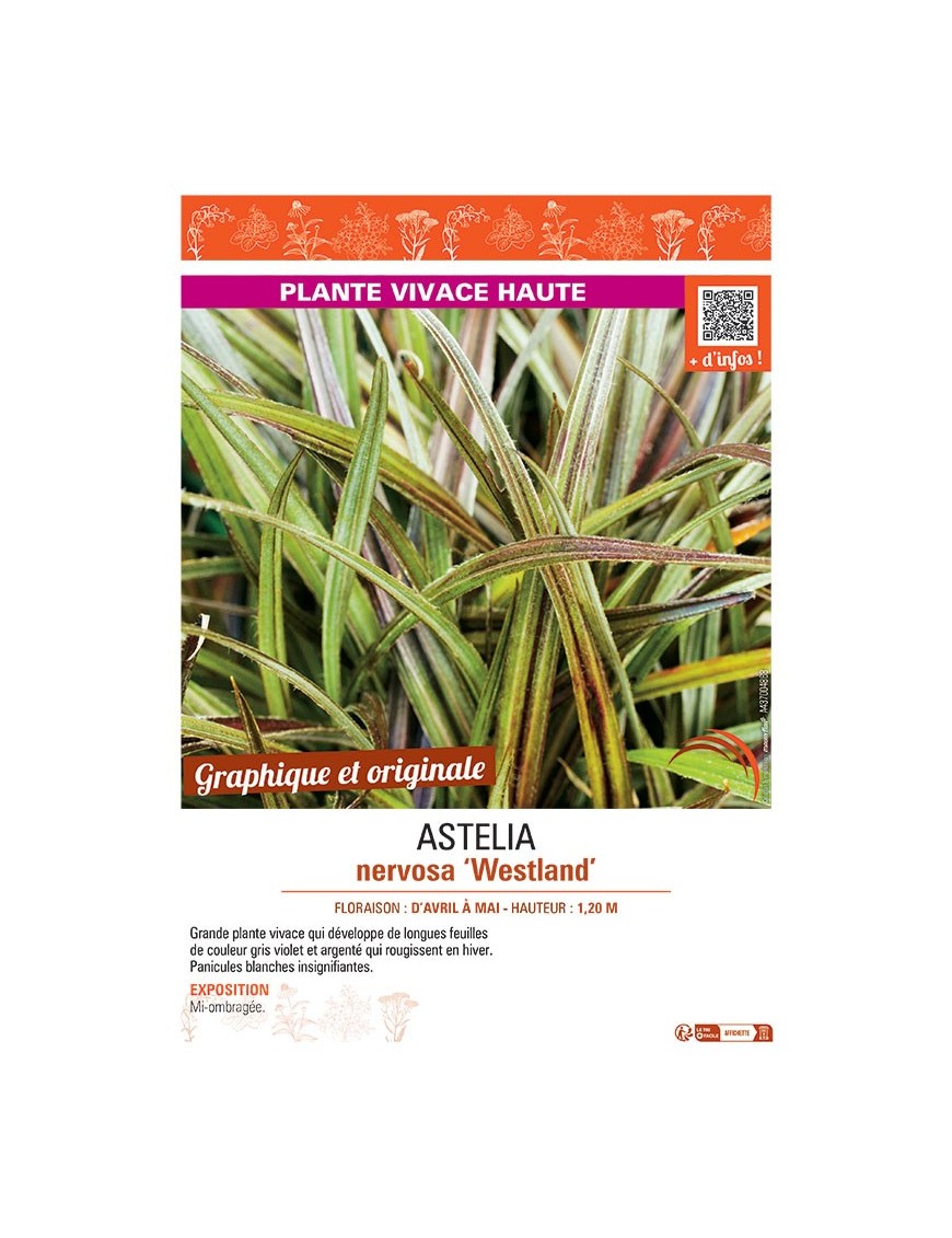 ASTELIA NERVOSA WESTLAND