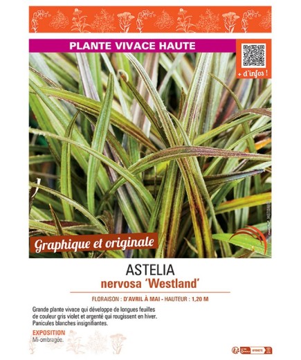 ASTELIA NERVOSA WESTLAND