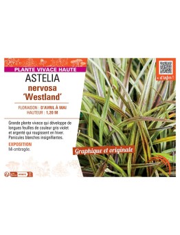ASTELIA NERVOSA WESTLAND