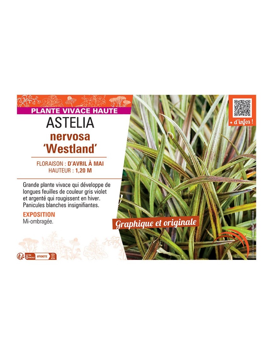 ASTELIA NERVOSA WESTLAND