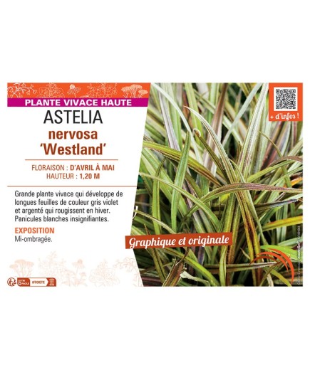 ASTELIA NERVOSA WESTLAND