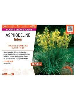 ASPHODELINE LUTEA