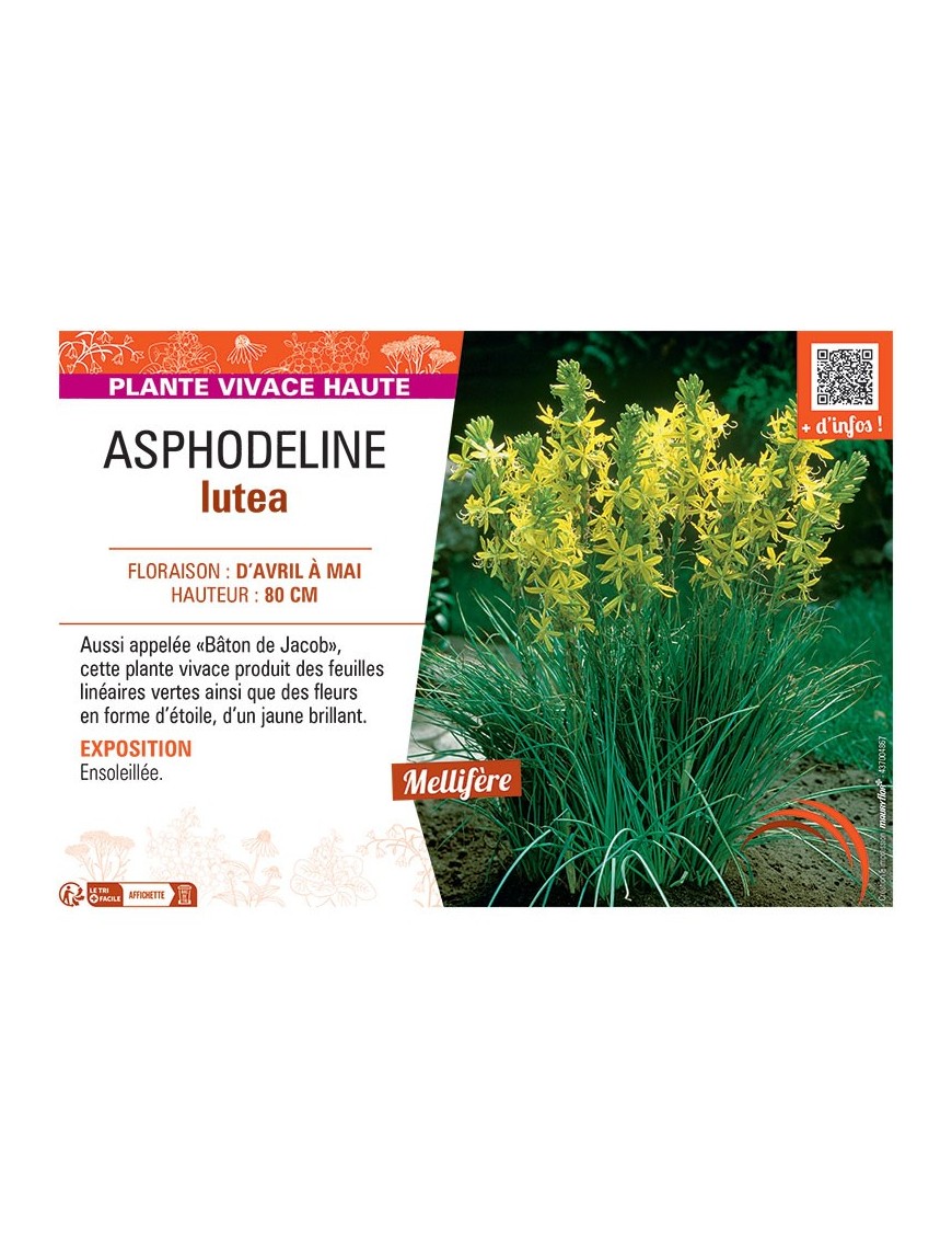 ASPHODELINE LUTEA