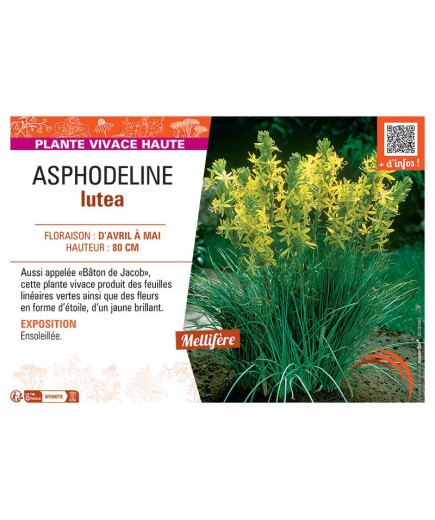 ASPHODELINE LUTEA