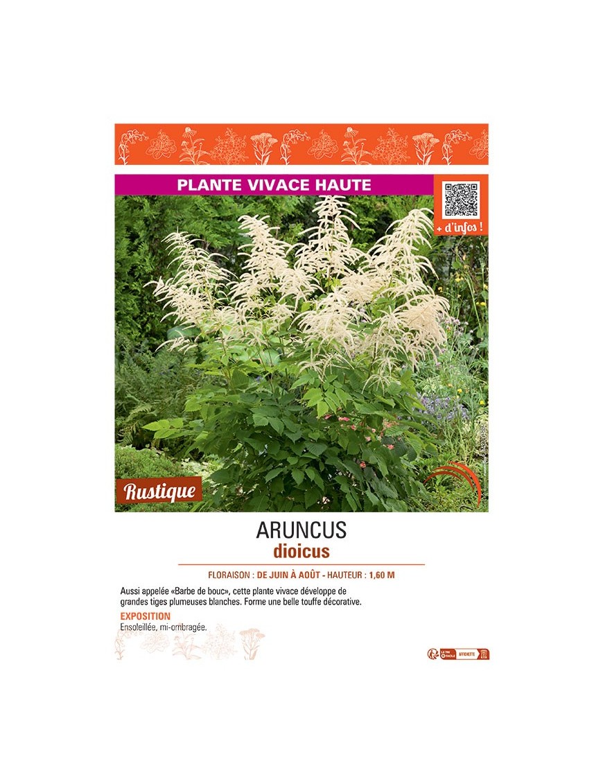 ARUNCUS DIOICUS