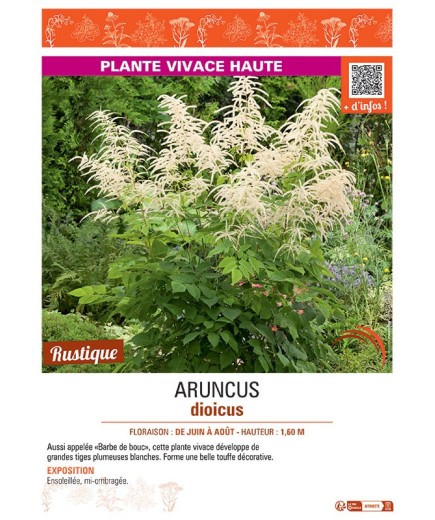 ARUNCUS DIOICUS
