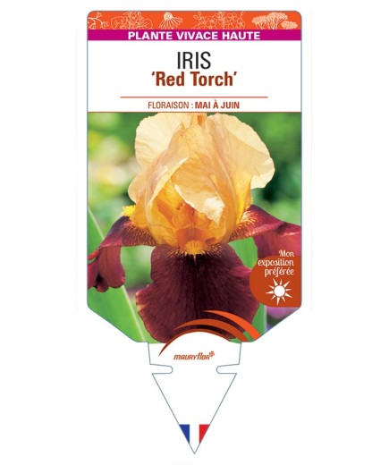 IRIS (germanica) Red Torch
