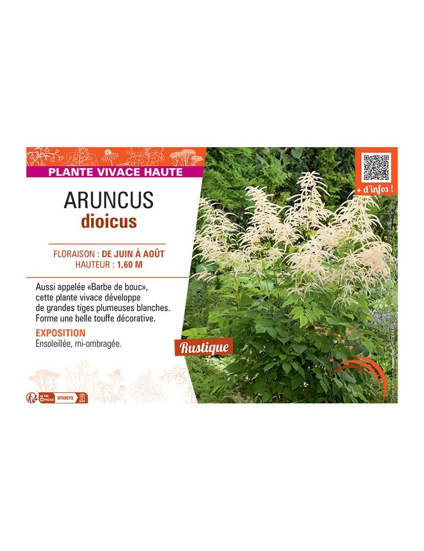 ARUNCUS DIOICUS