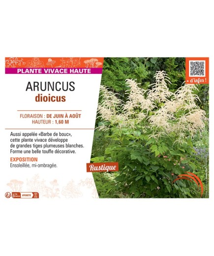 ARUNCUS DIOICUS