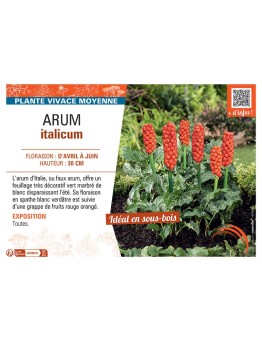 ARUM ITALICUM