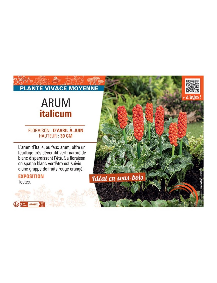 ARUM ITALICUM