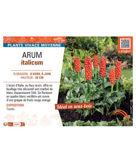 ARUM ITALICUM