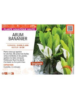 ARUM BANANIER